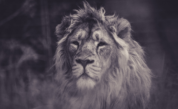  6 Lessons You Can Learn from The King of the Jungle